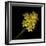 Daffodils - Narcissus-Magda Indigo-Framed Photographic Print