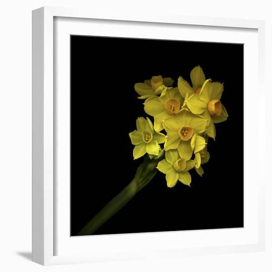 Daffodils - Narcissus-Magda Indigo-Framed Photographic Print