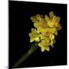 Daffodils - Narcissus-Magda Indigo-Mounted Photographic Print