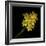 Daffodils - Narcissus-Magda Indigo-Framed Photographic Print