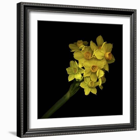 Daffodils - Narcissus-Magda Indigo-Framed Photographic Print