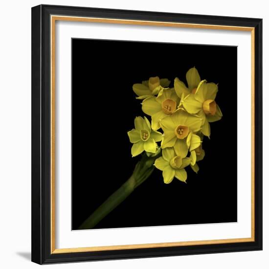 Daffodils - Narcissus-Magda Indigo-Framed Photographic Print