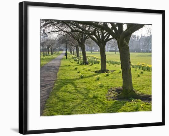 Daffodils on the Stray, Harrogate, North Yorkshire, England-Mark Sunderland-Framed Photographic Print