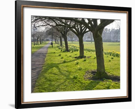 Daffodils on the Stray, Harrogate, North Yorkshire, England-Mark Sunderland-Framed Photographic Print