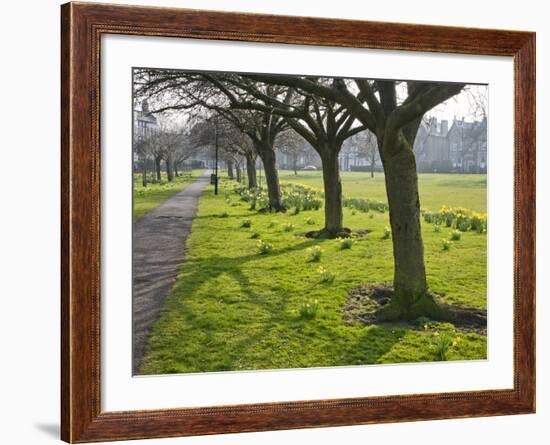 Daffodils on the Stray, Harrogate, North Yorkshire, England-Mark Sunderland-Framed Photographic Print