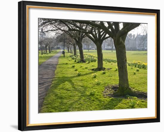 Daffodils on the Stray, Harrogate, North Yorkshire, England-Mark Sunderland-Framed Photographic Print