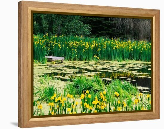 Daffodils Surround a Dock and Lake near Rosario Resort, San Juan Island, USA-Tom Haseltine-Framed Premier Image Canvas