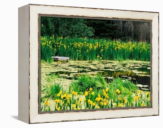 Daffodils Surround a Dock and Lake near Rosario Resort, San Juan Island, USA-Tom Haseltine-Framed Premier Image Canvas