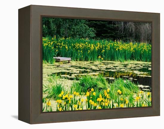 Daffodils Surround a Dock and Lake near Rosario Resort, San Juan Island, USA-Tom Haseltine-Framed Premier Image Canvas