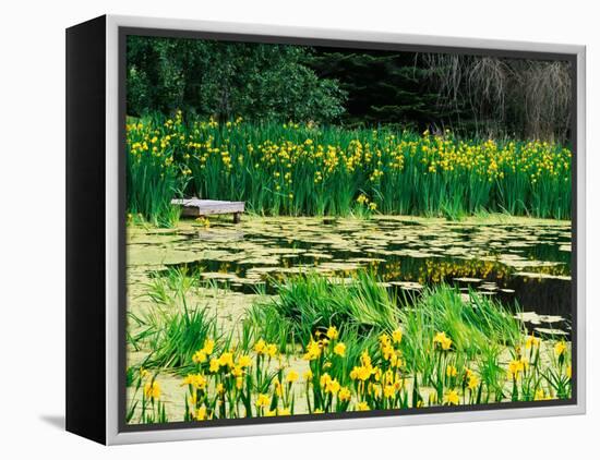 Daffodils Surround a Dock and Lake near Rosario Resort, San Juan Island, USA-Tom Haseltine-Framed Premier Image Canvas