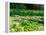 Daffodils Surround a Dock and Lake near Rosario Resort, San Juan Island, USA-Tom Haseltine-Framed Premier Image Canvas