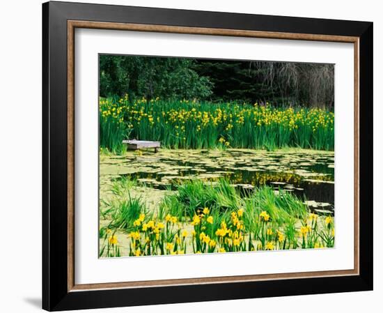 Daffodils Surround a Dock and Lake near Rosario Resort, San Juan Island, USA-Tom Haseltine-Framed Photographic Print