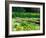 Daffodils Surround a Dock and Lake near Rosario Resort, San Juan Island, USA-Tom Haseltine-Framed Photographic Print