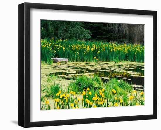 Daffodils Surround a Dock and Lake near Rosario Resort, San Juan Island, USA-Tom Haseltine-Framed Photographic Print