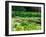 Daffodils Surround a Dock and Lake near Rosario Resort, San Juan Island, USA-Tom Haseltine-Framed Photographic Print