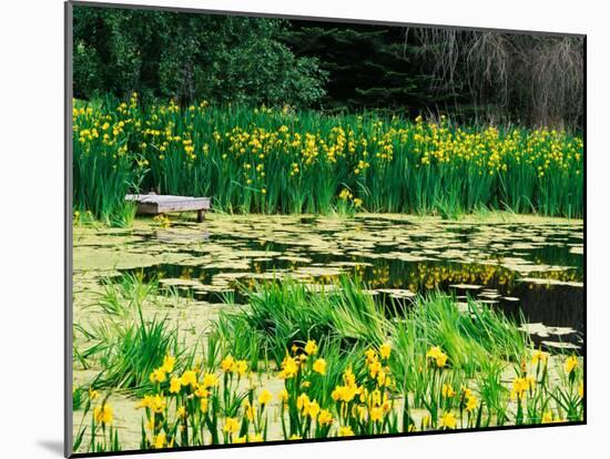 Daffodils Surround a Dock and Lake near Rosario Resort, San Juan Island, USA-Tom Haseltine-Mounted Photographic Print