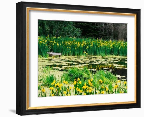 Daffodils Surround a Dock and Lake near Rosario Resort, San Juan Island, USA-Tom Haseltine-Framed Photographic Print