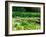 Daffodils Surround a Dock and Lake near Rosario Resort, San Juan Island, USA-Tom Haseltine-Framed Photographic Print