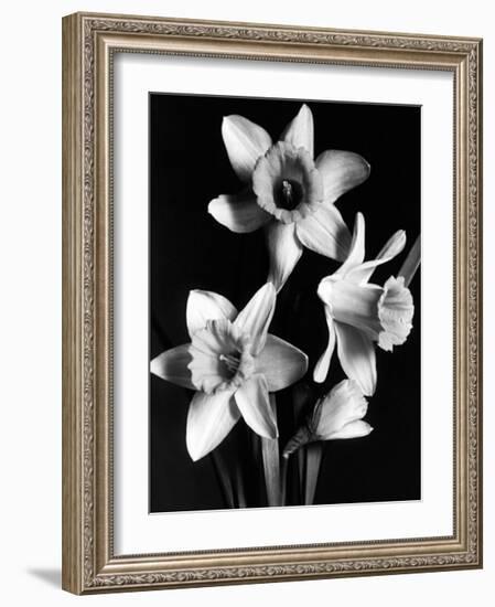 Daffodils-null-Framed Art Print