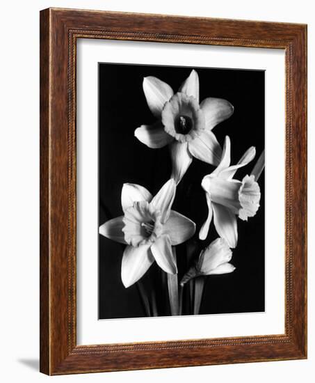 Daffodils-null-Framed Art Print