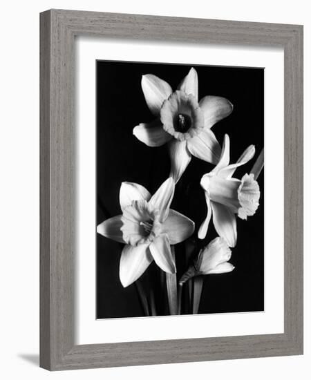 Daffodils-null-Framed Art Print