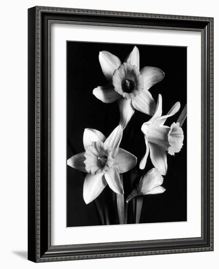 Daffodils-null-Framed Art Print