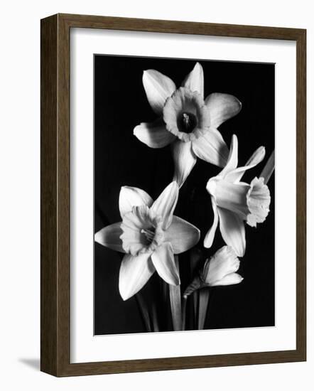 Daffodils-null-Framed Art Print