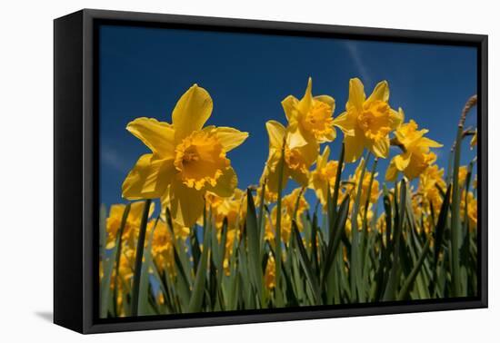 Daffodils-Ivonnewierink-Framed Premier Image Canvas