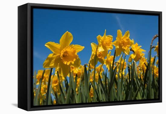 Daffodils-Ivonnewierink-Framed Premier Image Canvas