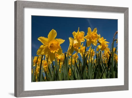 Daffodils-Ivonnewierink-Framed Photographic Print