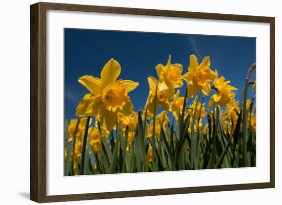 Daffodils-Ivonnewierink-Framed Photographic Print