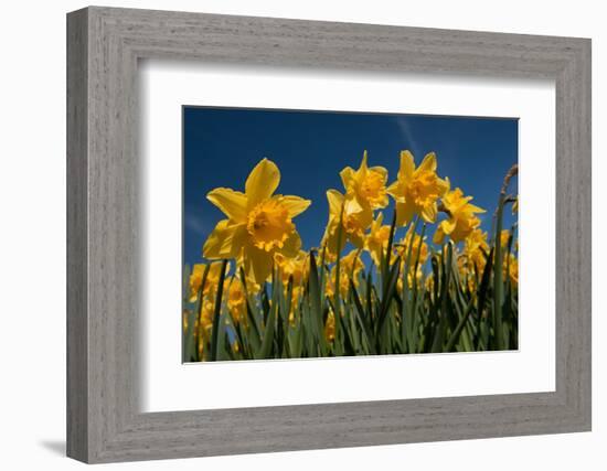 Daffodils-Ivonnewierink-Framed Photographic Print