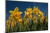 Daffodils-Ivonnewierink-Mounted Photographic Print