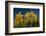 Daffodils-Ivonnewierink-Framed Photographic Print