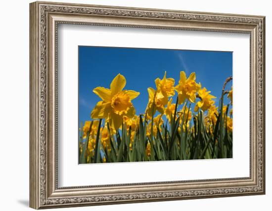 Daffodils-Ivonnewierink-Framed Photographic Print