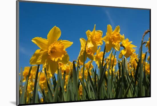 Daffodils-Ivonnewierink-Mounted Photographic Print