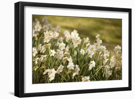Daffodils-Karyn Millet-Framed Photographic Print