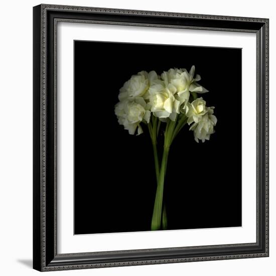 Daffodils-Magda Indigo-Framed Photographic Print