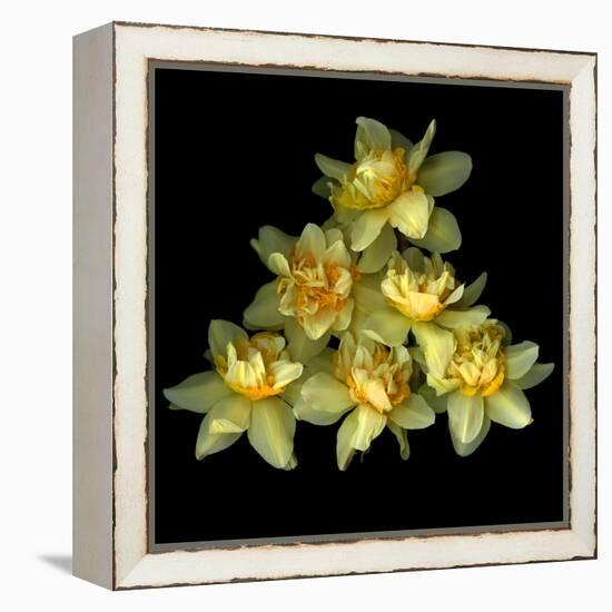 Daffodils-Magda Indigo-Framed Premier Image Canvas