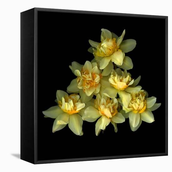 Daffodils-Magda Indigo-Framed Premier Image Canvas