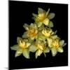 Daffodils-Magda Indigo-Mounted Photographic Print