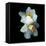 Daffodils-Magda Indigo-Framed Premier Image Canvas