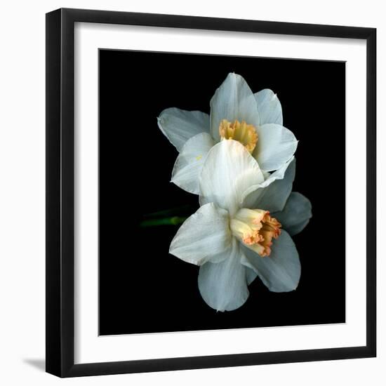 Daffodils-Magda Indigo-Framed Photographic Print