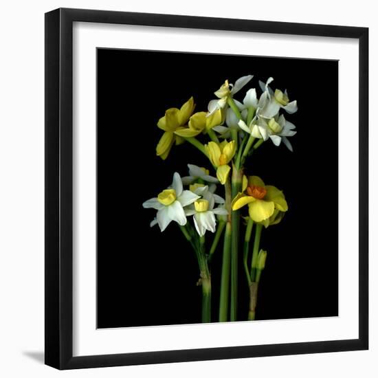 Daffodils-Magda Indigo-Framed Photographic Print
