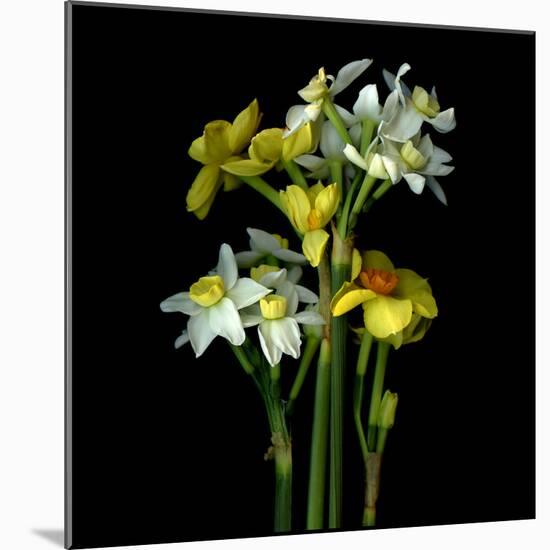 Daffodils-Magda Indigo-Mounted Photographic Print
