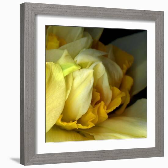 Daffodils-Magda Indigo-Framed Photographic Print
