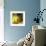 Daffodils-Magda Indigo-Framed Photographic Print displayed on a wall