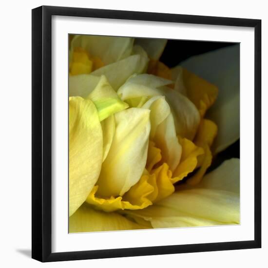 Daffodils-Magda Indigo-Framed Photographic Print