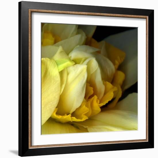 Daffodils-Magda Indigo-Framed Photographic Print