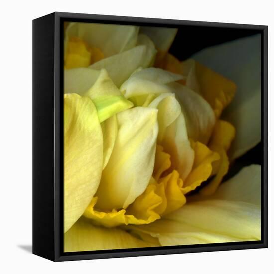 Daffodils-Magda Indigo-Framed Premier Image Canvas